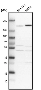 Western blot analysis in mouse cell line NIH-3T3 and rat cell line NBT-II.