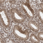 Anti-VPS50 Antibody