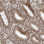 Immunohistochemical staining of human endometrium shows moderate cytoplasmic positivity in glandular cells.