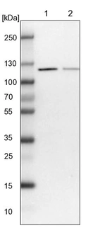 Lane 1: NIH-3T3 cell lysate (Mouse embryonic fibroblast cells)_br/_Lane 2: NBT-II cell lysate (Rat Wistar bladder tumour cells)