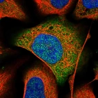 Immunofluorescent staining of human cell line U-2 OS shows localization to nucleoplasm & cytosol.
