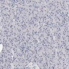Immunohistochemical staining of human pancreas shows no positivity in exocrine glandular cells as expected.