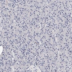 Immunohistochemical staining of human pancreas shows no positivity in exocrine glandular cells as expected.