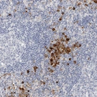 Immunohistochemical staining of human lymph node shows strong cytoplasmic positivity in non-germinal center cells.