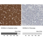 Anti-SH3GL2 Antibody
