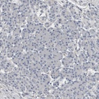 Immunohistochemical staining of human pancreas shows low expression as expected.