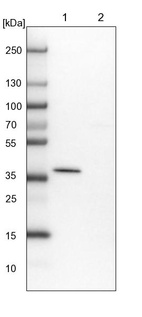 Lane 1: NIH-3T3 cell lysate (Mouse embryonic fibroblast cells)_br/_Lane 2: NBT-II cell lysate (Rat Wistar bladder tumour cells)