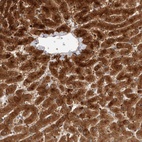 Anti-ACTL9 Antibody