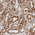 Immunohistochemical staining of human kidney shows high expression.
