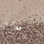 Immunohistochemical staining of human cerebellum shows strong nuclear positivity in all layers.