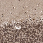 Immunohistochemical staining of human cerebellum shows strong nuclear positivity in all layers.