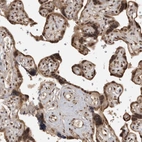 Immunohistochemical staining of human placenta shows strong nuclear positivity in trophoblastic cells.