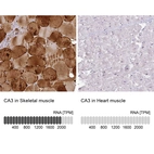 Anti-CA3 Antibody