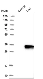 Western blot analysis in control (vector only transfected HEK293T lysate) and CA3 over-expression lysate (Co-expressed with a C-terminal myc-DDK tag (~3.1 kDa) in mammalian HEK293T cells, LY417461).