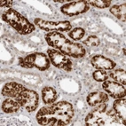 Immunohistochemical staining of human kidney shows high expression.