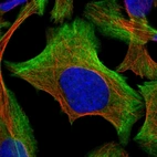 Immunofluorescent staining of human cell line U-2 OS shows localization to plasma membrane, cytosol & actin filaments.
