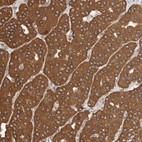 Anti-IMMP2L Antibody