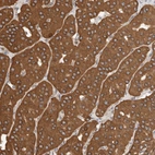 Anti-IMMP2L Antibody