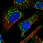 Immunofluorescent staining of human cell line U-251 MG shows localization to mitochondria.