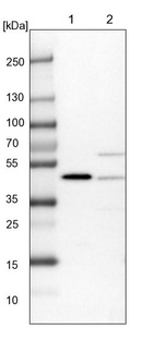 Lane 1: NIH-3T3 cell lysate (Mouse embryonic fibroblast cells)_br/_Lane 2: NBT-II cell lysate (Rat Wistar bladder tumour cells)