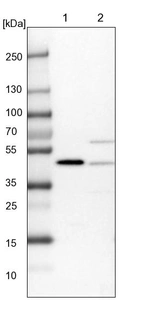 Lane 1: NIH-3T3 cell lysate (Mouse embryonic fibroblast cells)_br/_Lane 2: NBT-II cell lysate (Rat Wistar bladder tumour cells)