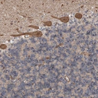 Anti-GIMAP6 Antibody