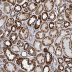 Immunohistochemical staining of human kidney shows strong positivity in cytoplasm granular in cells in tubules.