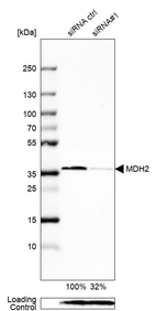 Western blot analysis in HEK293 cells transfected with control siRNA, target specific siRNA probe #1, using Anti-MDH2 antibody. Remaining relative intensity is presented. Loading control: Anti-PPIB.