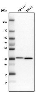 Anti-MDH2 Antibody