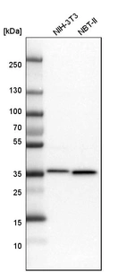 Western blot analysis in mouse cell line NIH-3T3 and rat cell line NBT-II.