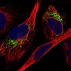Immunofluorescent staining of human cell line U-251 MG shows localization to mitochondria.