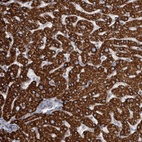 Anti-USP24 Antibody