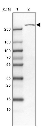 Anti-USP24 Antibody