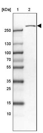 Lane 1: Marker [kDa] 250, 130, 100, 70, 55, 35, 25, 15, 10_br/_Lane 2: Human cell line HEL