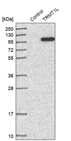 Western blot analysis in control (vector only transfected HEK293T lysate) and TRMT1L over-expression lysate (Co-expressed with a C-terminal myc-DDK tag (~3.1 kDa) in mammalian HEK293T cells, LY410650).