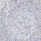 Immunohistochemical staining of human pancreas shows low expression as expected.
