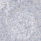 Immunohistochemical staining of human pancreas shows low expression as expected.