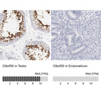 Anti-C9orf50 Antibody