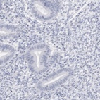 Anti-C9orf50 Antibody