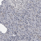 Immunohistochemical staining of human pancreas shows very weak positivity in exocrine glandular cells.