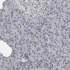 Immunohistochemical staining of human pancreas shows very weak positivity in exocrine glandular cells.