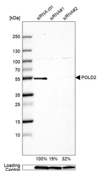 Western blot analysis in U2OS cells transfected with control siRNA, target specific siRNA probe #1 and #2, using Anti-POLD2 antibody. Remaining relative intensity is presented. Loading control: Anti-GAPDH.