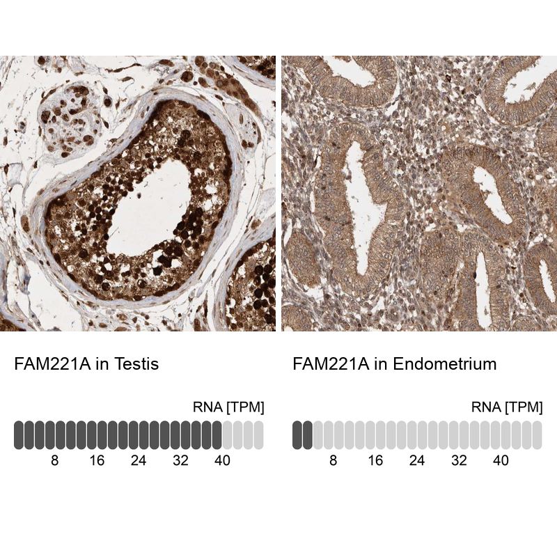 Anti-FAM221A Antibody