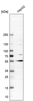 Western blot analysis in human cell line HepG2.