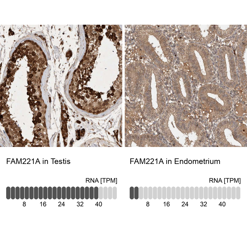 Anti-FAM221A Antibody