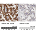 Anti-EPCAM Antibody