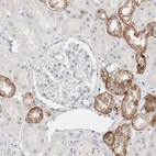 Immunohistochemical staining of human kidney shows moderate membranous positivity in cells in tubules.