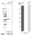 Western blot analysis in human cell lines Caco-2 and U-251MG using Anti-EPCAM antibody. Corresponding EPCAM RNA-seq data are presented for the same cell lines. Loading control: Anti-PARP1.