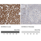 Anti-ECHDC2 Antibody