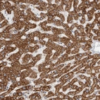Immunohistochemical staining of human liver shows high expression.